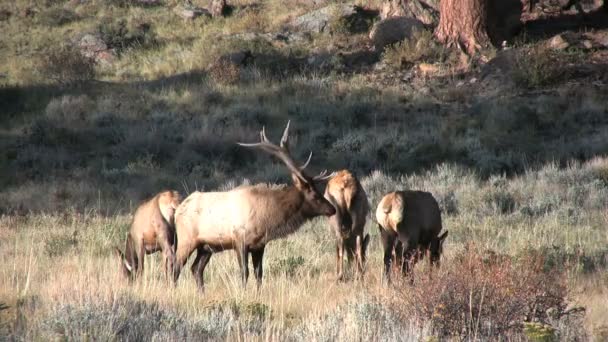 Bull Elk in Rut — Stock Video