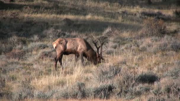 Bull Elk Feeding — Stock Video
