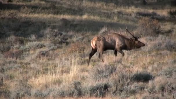 Bull Elk in Rut — Stock Video