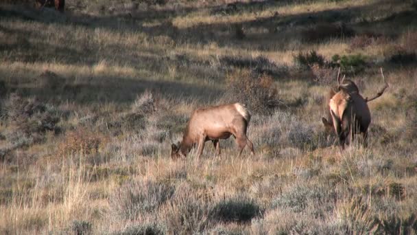 Bull Elk i Rut – stockvideo