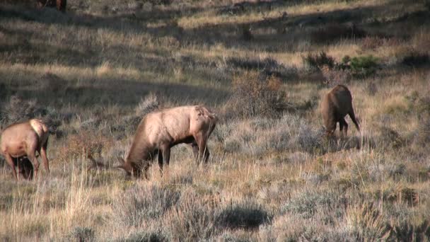 Wapiti à Rut 