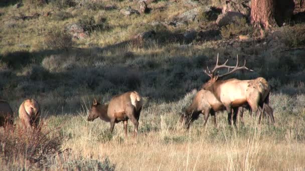 Wapiti à Rut 