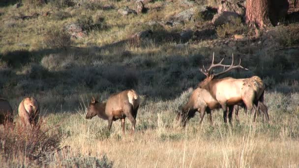 Elk v říji — Stock video