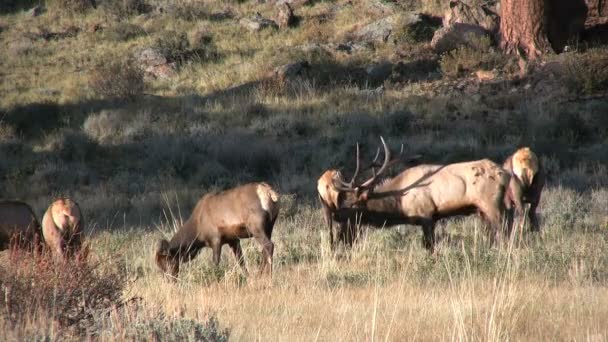 Elk v říji — Stock video