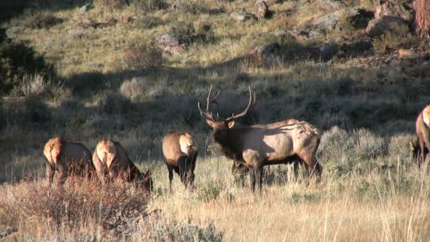 Elk in Rut — Stock Video