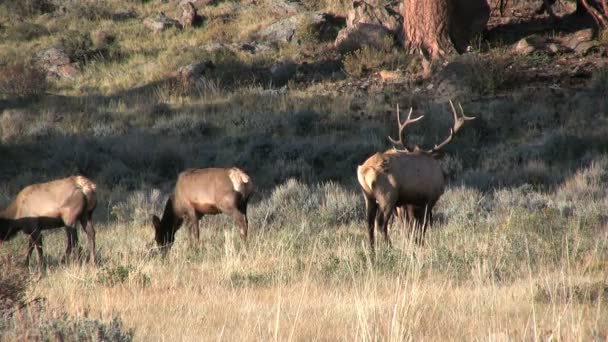 Wapiti à Rut 