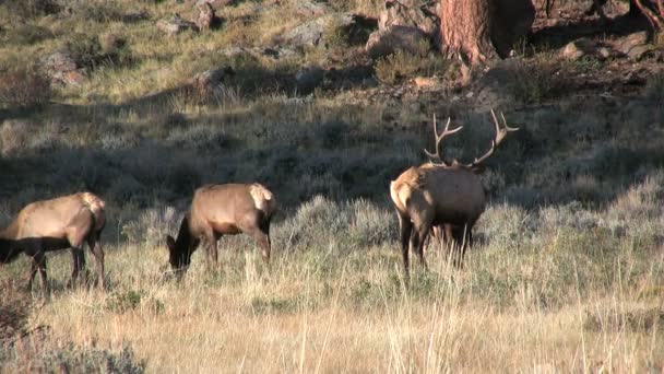 Elk v říji — Stock video