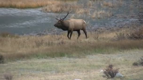 Bull Elk in Rut — Stock Video