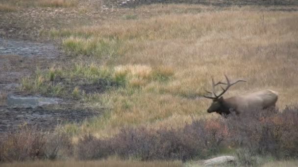 Bull Elk in Rut — Stock Video