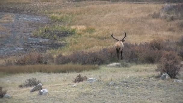 Bull Elk i Rut — Stockvideo