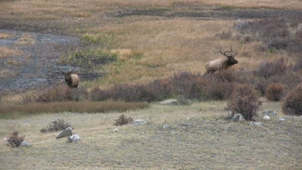 Rutting Bull Elk — Stock Video