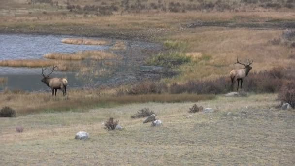 Rut 'ta Boğa Geyiği — Stok video