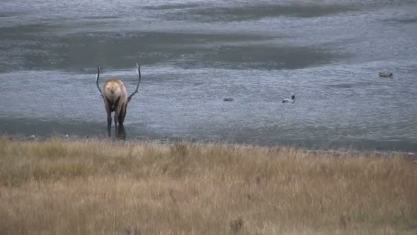 Bull Elk Drinking in Pond During Rut — Stock Video