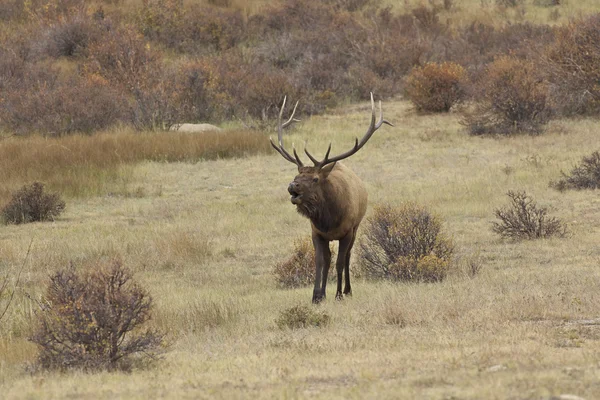 Bull Elk Bugling dans Rut — Photo