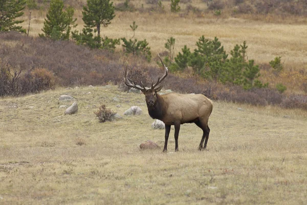 Elk Banteng di Rut — Stok Foto