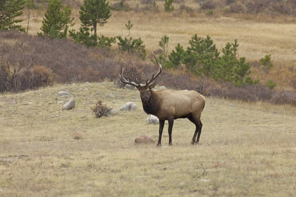 Rut 'ta Boğa Geyiği — Stok fotoğraf