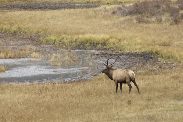 Wapiti à Rut — Photo