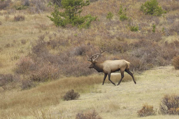 Stierenland in Rut — Stockfoto