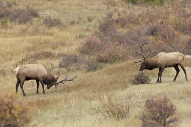 azgın boğa elk dönük