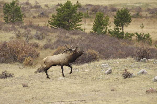Stier elk bugling in sleur — Stockfoto