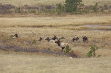 Boğa elk ve inek olan tek