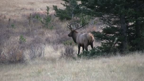 Stierenland in Rut — Stockvideo