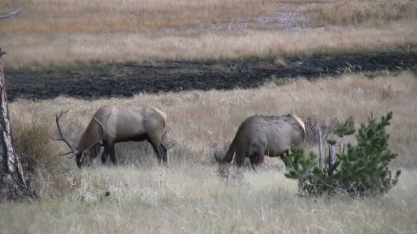 Wapiti à Rut
