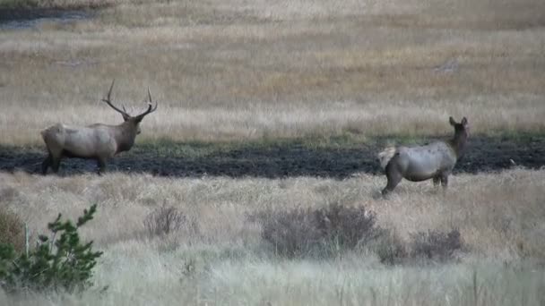 Elk in Rut — Stock Video