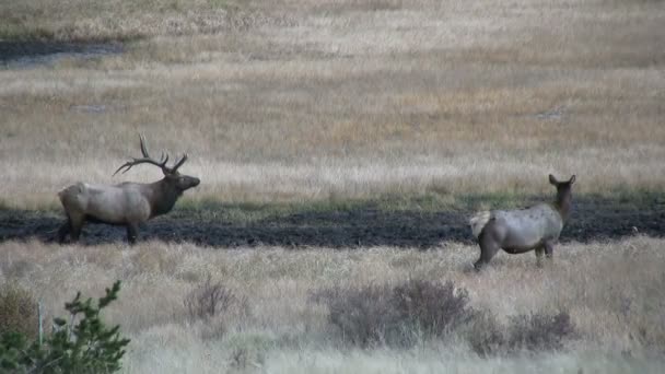 Elk v říji — Stock video