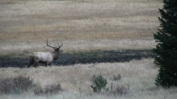 Wapiti à Rut