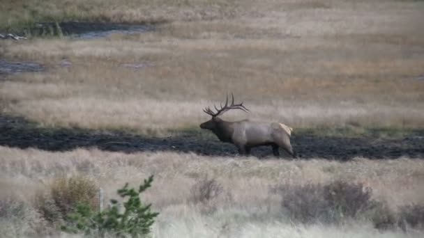 Alce toro nella carreggiata — Video Stock