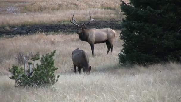 Wapiti à Rut