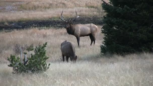 Bull Elk i Rut — Stockvideo