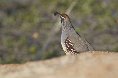 gambels bıldırcın erkek