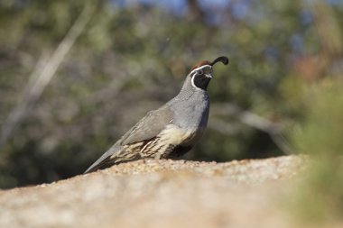gambel'ın bıldırcın erkek