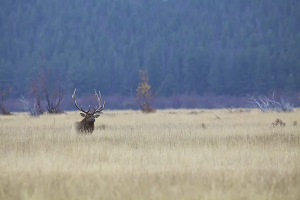 Lit de wapiti taureau — Photo