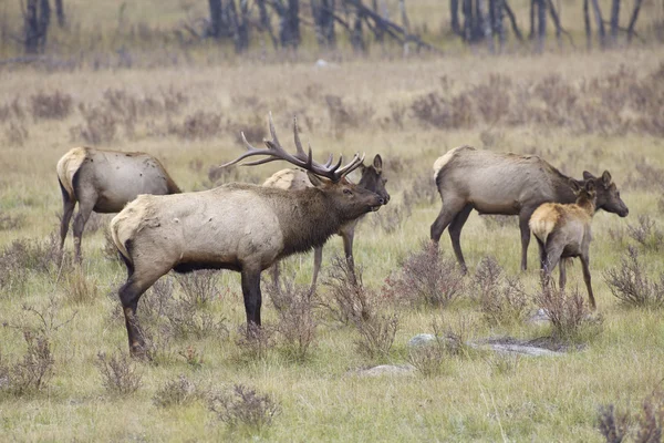 Elk Herd Selama Musim Gugur — Stok Foto
