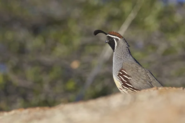 Gambel's Quail Male — Stock Photo, Image