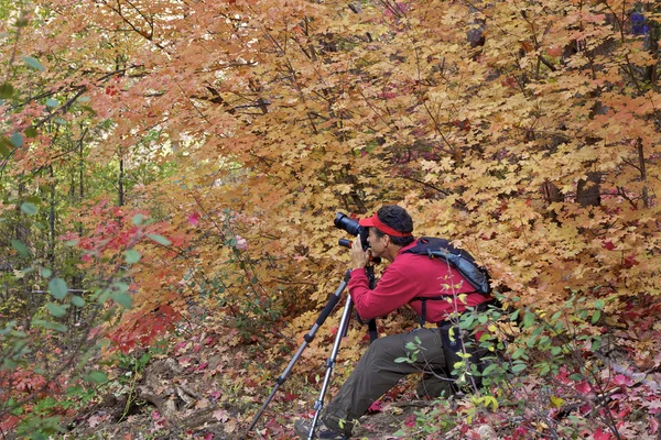 Laubfotographie im Herbst — Stockfoto