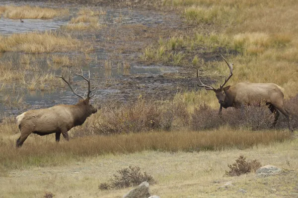 Bull Elk Sparring — Stock Photo, Image