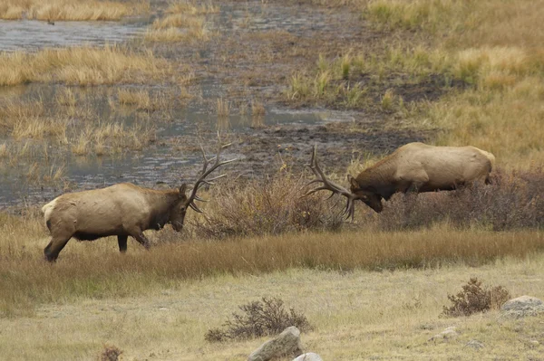 Toro Elk Sparring —  Fotos de Stock