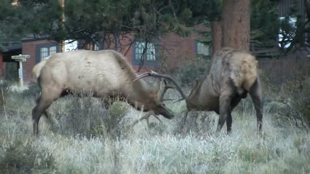 Taureau Elk combats dans la cabane 
