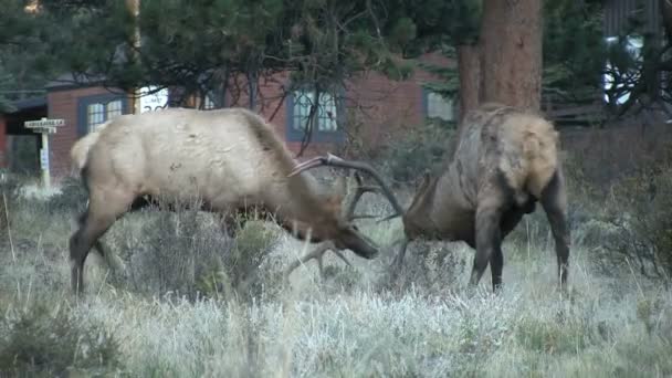 Toro Elk lucha en la rutina — Vídeo de stock