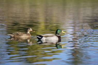 tavuk ve drake yeşilbaş