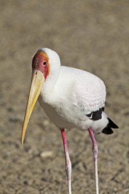 Sarı gagalı leylek