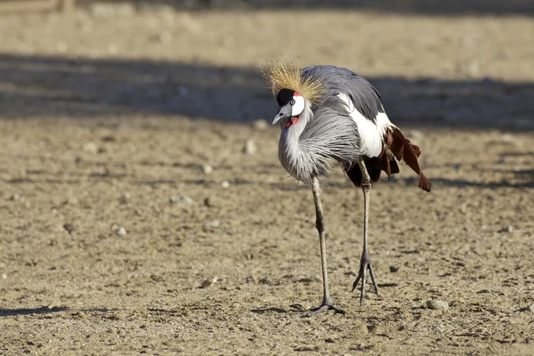 Afrikanska krönt crane — Stockfoto