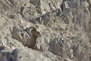 çöl bighorn koyun ram Yataklı