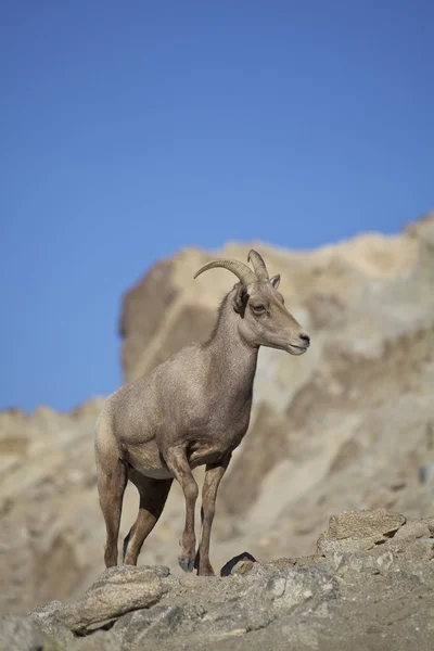 Woestijn bighorn schapen RAM-geheugen — Stockfoto