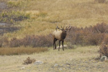 Boğa Geyiği Bugling