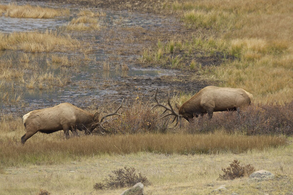 Bull Elk Facing off in Rut